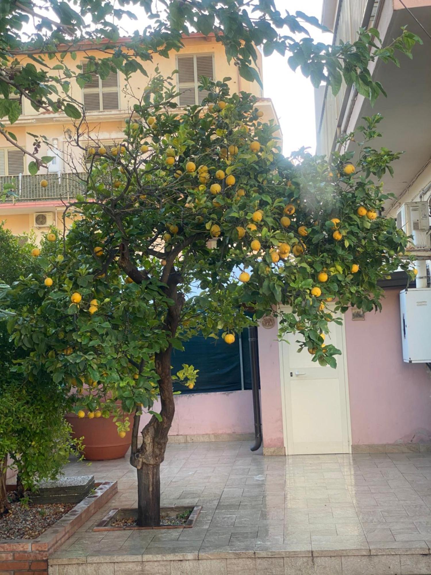 L'Albero Di Limoni Sul Mare Di Pizzo 빌라 외부 사진