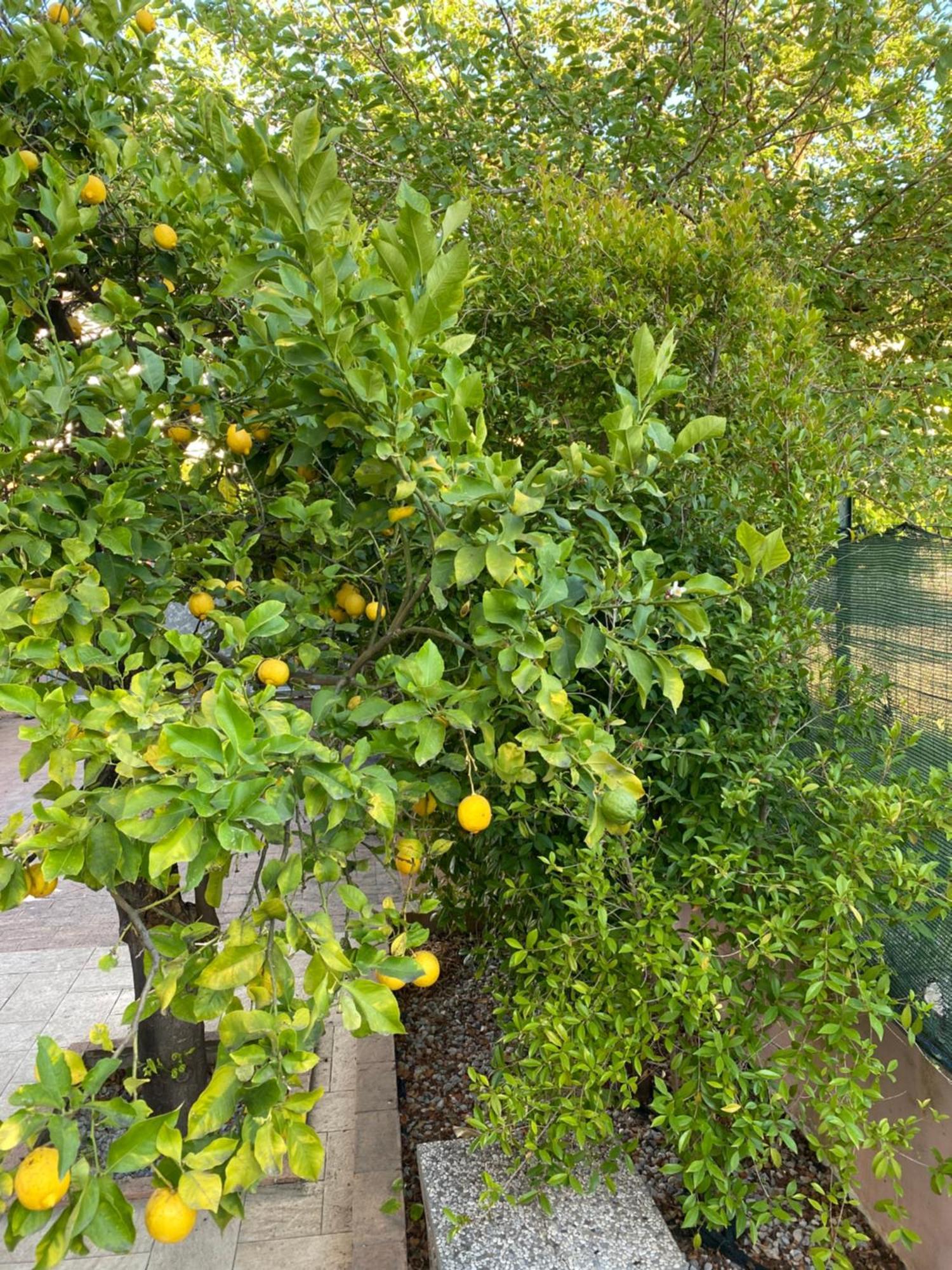 L'Albero Di Limoni Sul Mare Di Pizzo 빌라 외부 사진